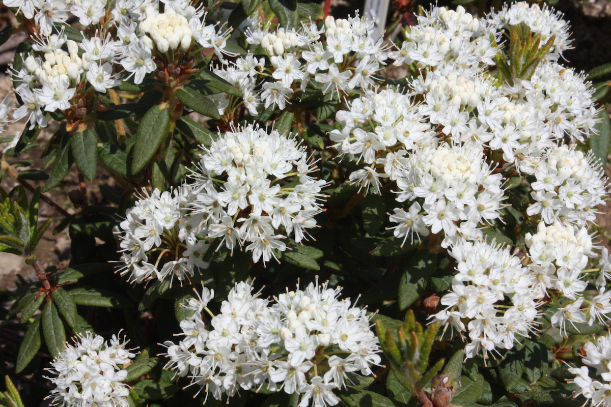 R. groenlandicum